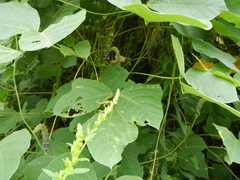 Pueraria montana lobata