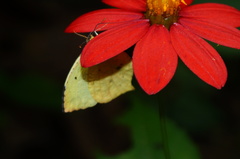 Abaeis salome jamapa