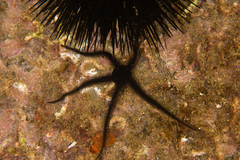 Ophiocomina nigra image