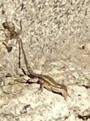Sceloporus occidentalis