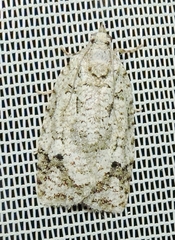 Acropolitis canana