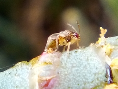 Coridromius chenopoderis