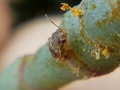 Coridromius chenopoderis