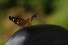 Anthanassa atronia