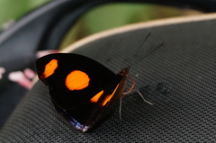 Catonephele numilia esite