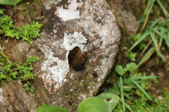 Anthanassa atronia
