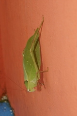 Stilpnochlora quadrata