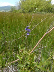 Polemonium occidentale occidentale