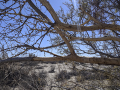 Odocoileus hemionus eremicus
