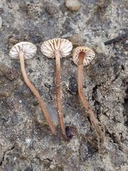 Mycetinis copelandii