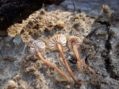 Mycetinis copelandii