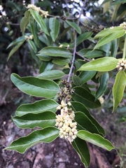 Casearia grandiflora