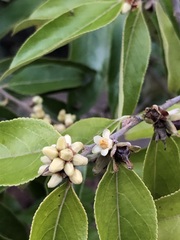 Casearia grandiflora