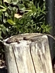 Sceloporus occidentalis