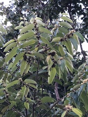 Casearia grandiflora