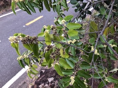 Casearia grandiflora