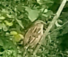 Passer domesticus