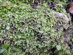 Bryopsida