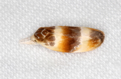 Piloprepes anassa