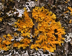 Xanthoria ulophyllodes image