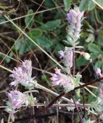 Odontites vernus
