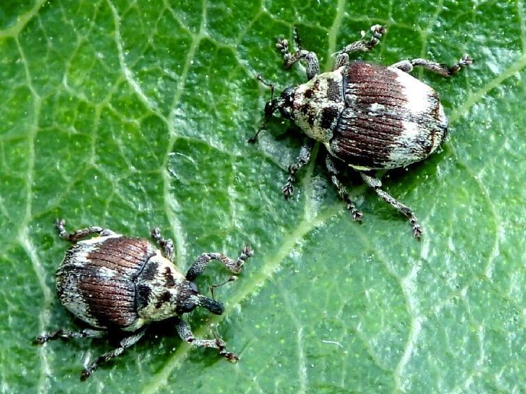 Eucoeliodes
