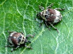 Eucoeliodes mirabilis