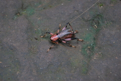Ocellarnaca