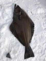 Reinhardtius hippoglossoides