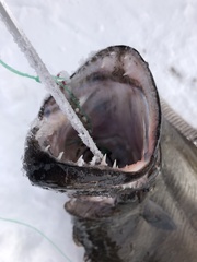 Reinhardtius hippoglossoides