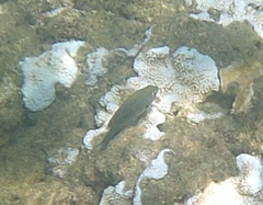 Plectroglyphidodon marginatus