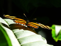 Eresia phillyra phillyra