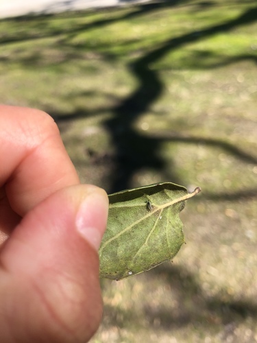 iNaturalist observation photo of Non-biting Midges