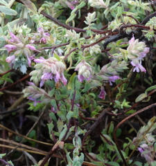 Odontites vernus