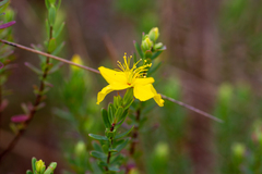 Hypericum microsepalum