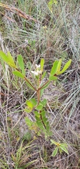 Symphyopappus