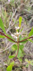 Symphyopappus
