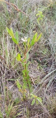 Symphyopappus