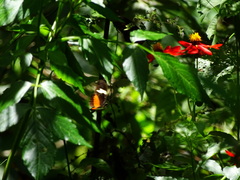 Heliconius hortense