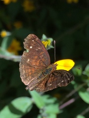 Anthanassa atronia