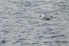 Larus