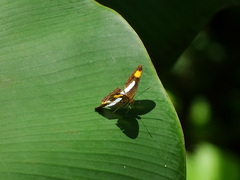 Adelpha iphicleola iphicleola