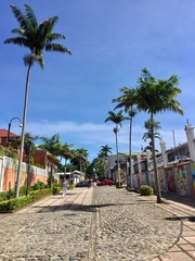 Arecaceae