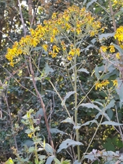 Senecio otites