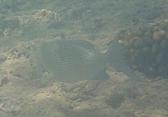 Kyphosus elegans