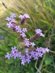 Glandularia corymbosa