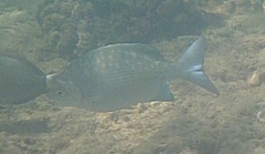 Kyphosus elegans