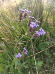 Glandularia corymbosa