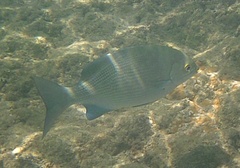 Kyphosus elegans