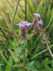 Glandularia corymbosa